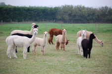 Gazing alpacas