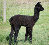 Black cria