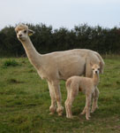 Cria and dam