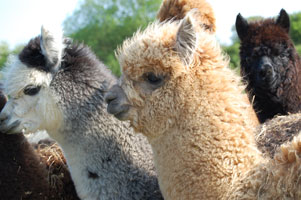 Weanlings